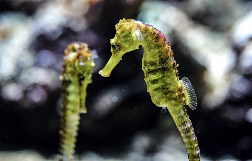 hippocampe en aquarium